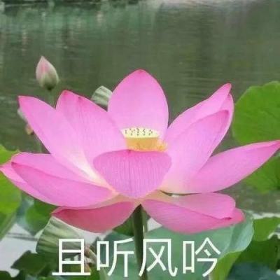 进化竞技场自走棋下载